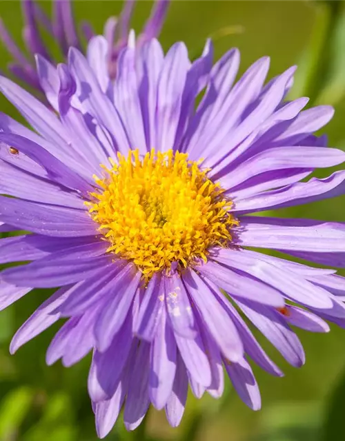 Niedrige Garten-Aster 'Dunkle Schöne'