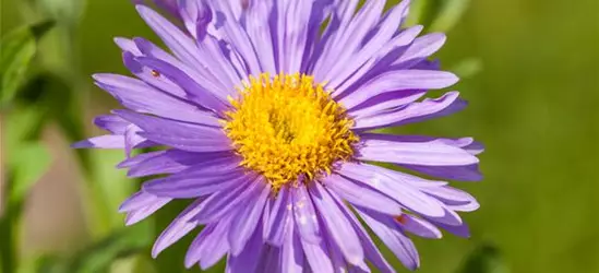 Niedrige Garten-Aster 'Dunkle Schöne'
