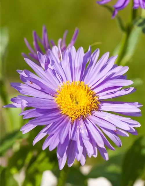 Niedrige Garten-Aster 'Dunkle Schöne'