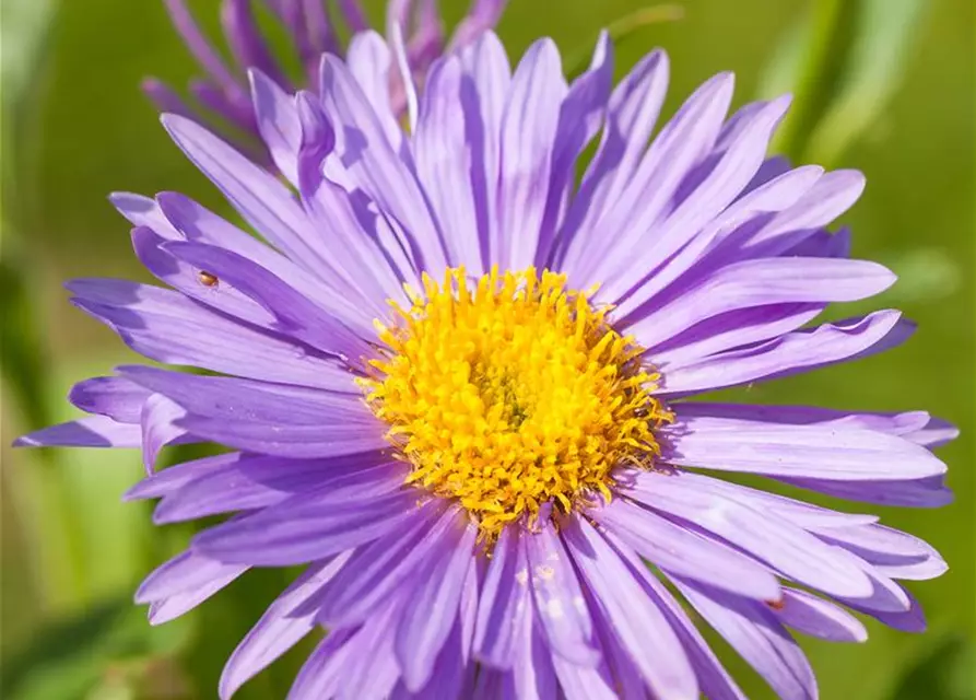 Niedrige Garten-Aster 'Dunkle Schöne'