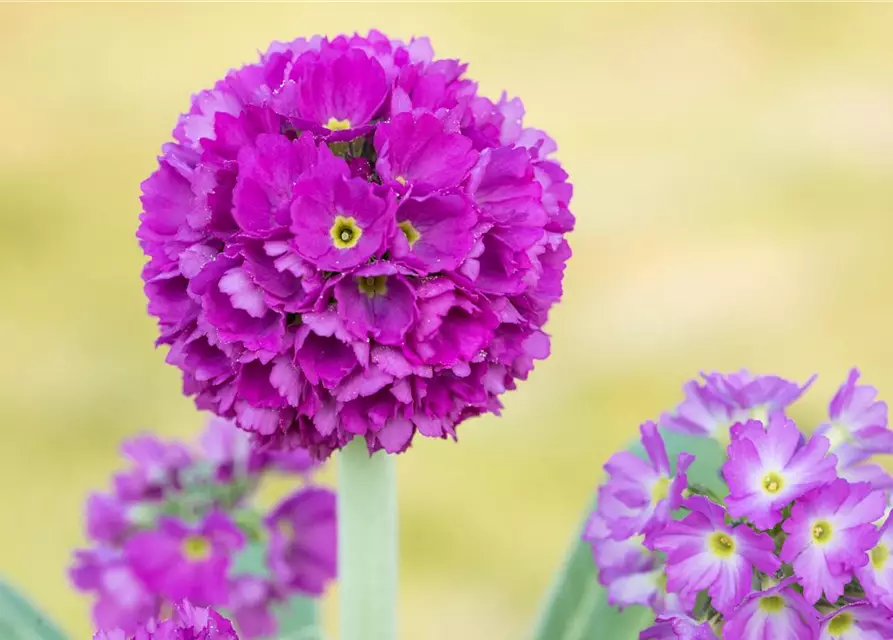 Kugelige Garten-Schlüsselblume 'Rubin'