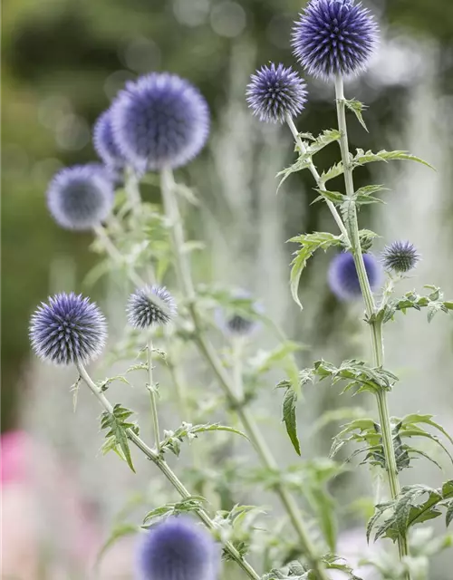 Kugeldistel