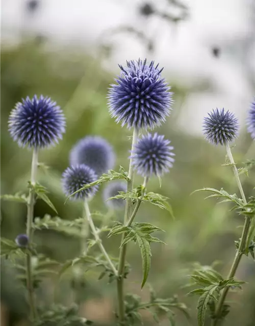 Kugeldistel