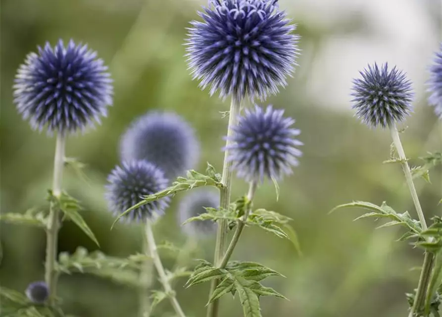 Kugeldistel
