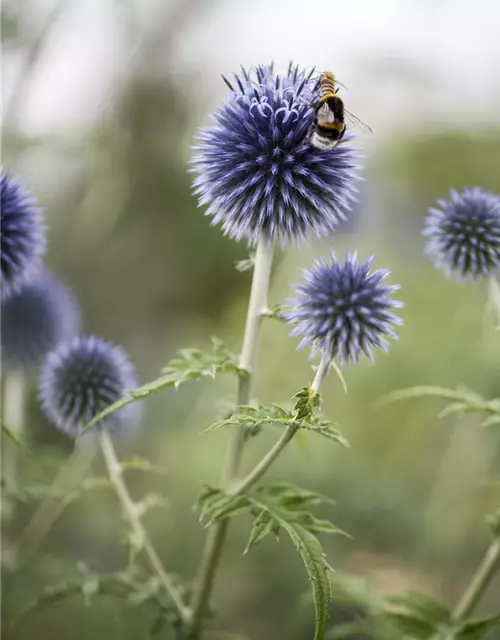 Kugeldistel