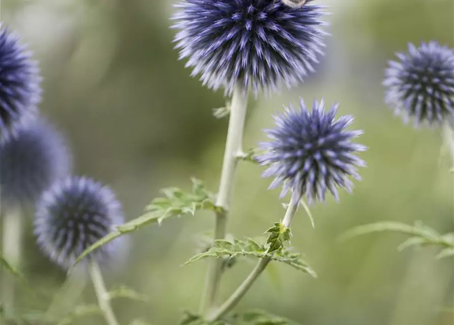 Kugeldistel