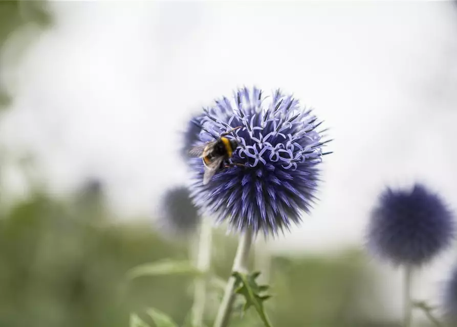 Kugeldistel
