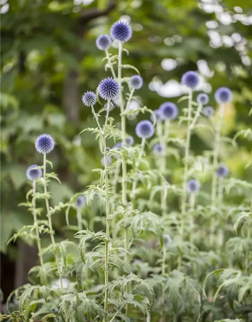 Kugeldistel