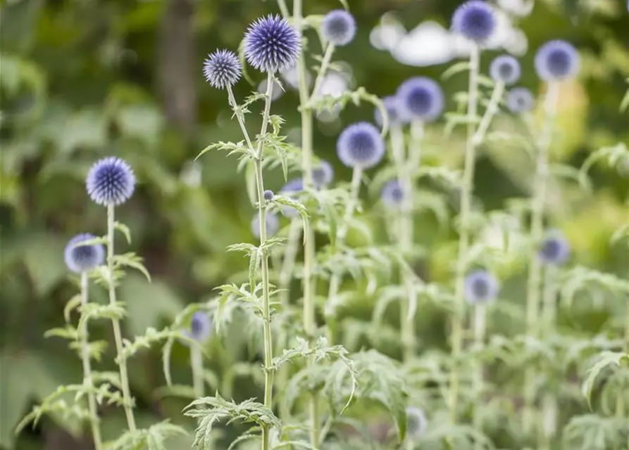 Kugeldistel