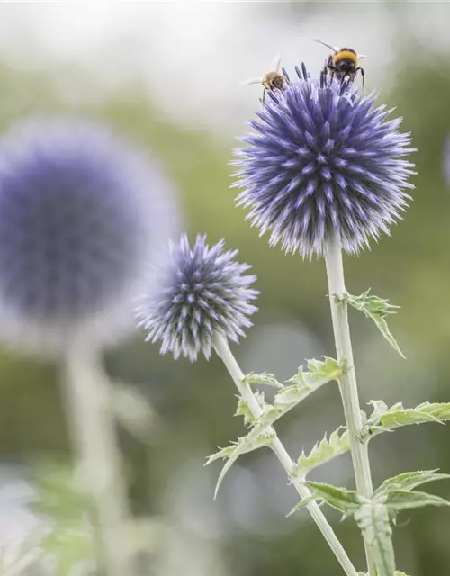 Kugeldistel