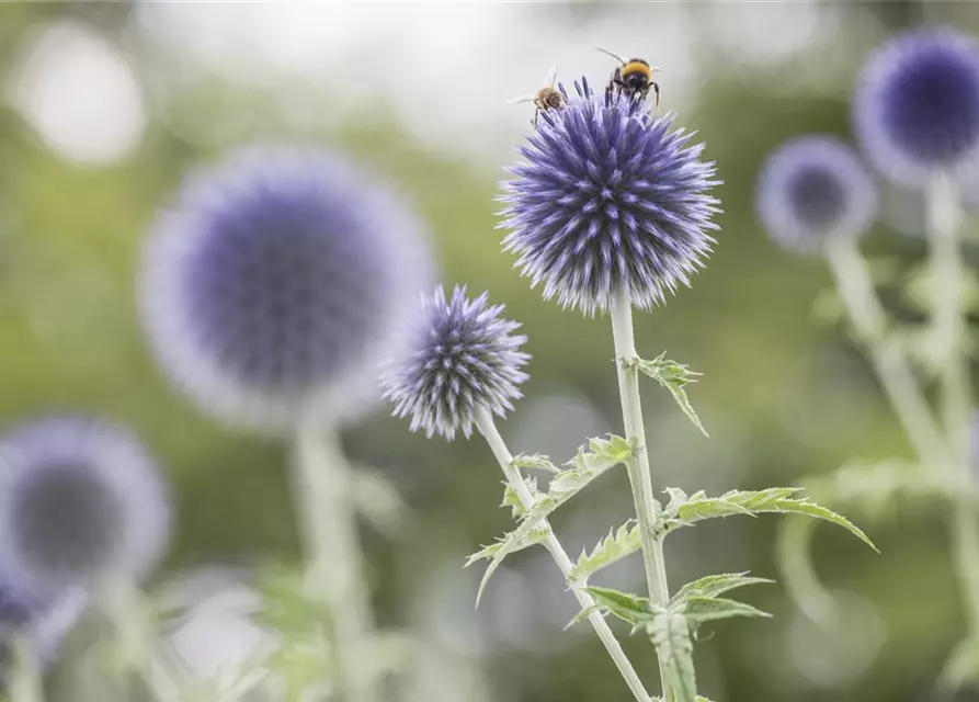 Kugeldistel