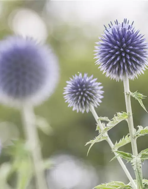 Kugeldistel