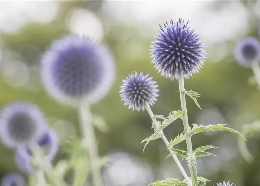 Kugeldistel