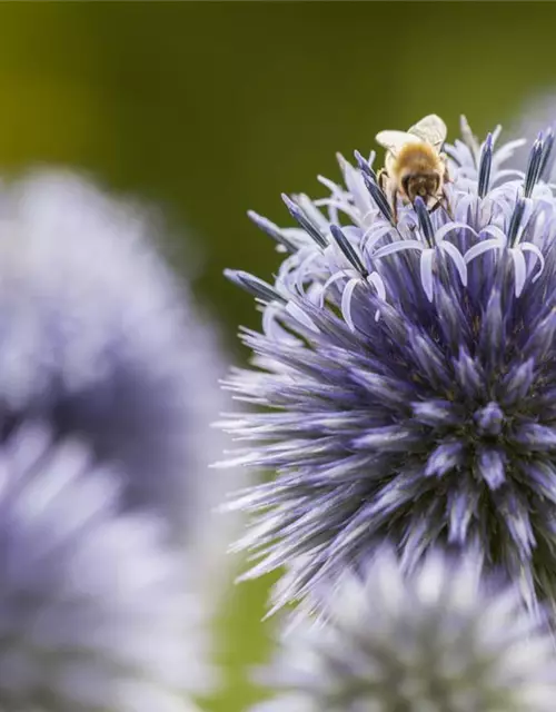 Kugeldistel