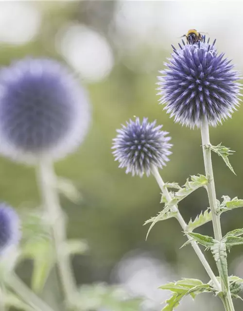 Kugeldistel