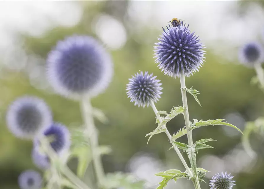 Kugeldistel