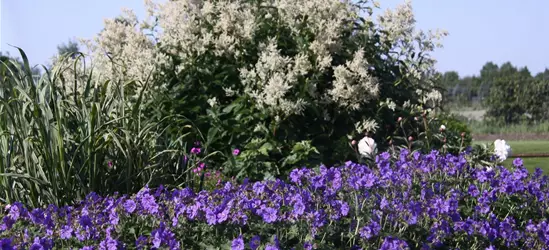 Prächtiger Storchschnabel Prächtiger Storchschnabel