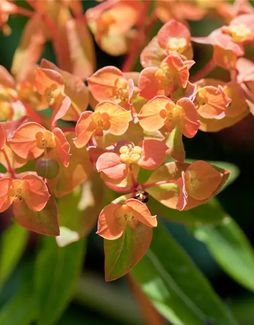 Mandelblättrige Garten-Wolfsmilch 'Purpurea'
