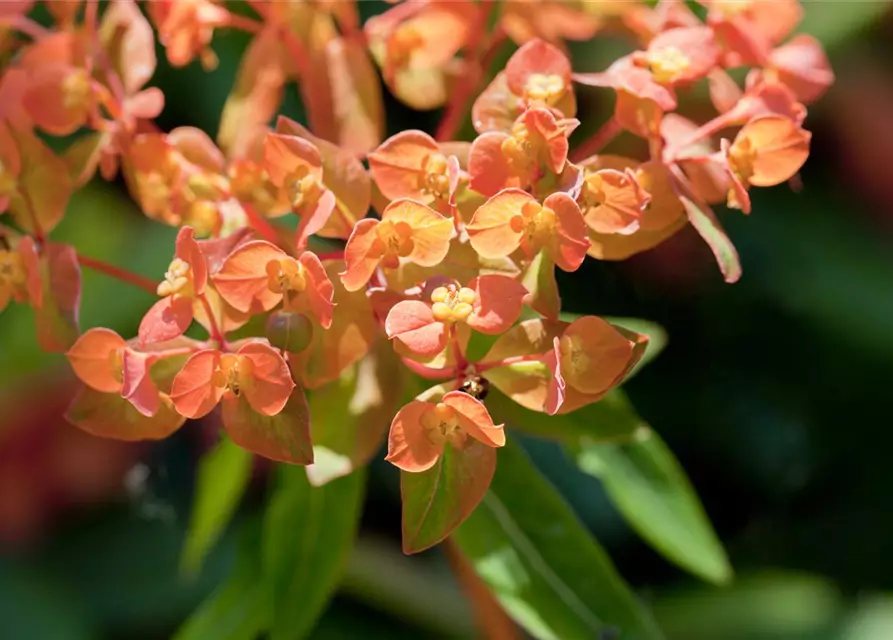 Mandelblättrige Garten-Wolfsmilch 'Purpurea'
