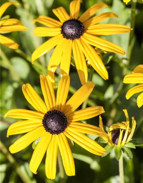 Leuchtender Garten-Sonnenhut 'Goldsturm'