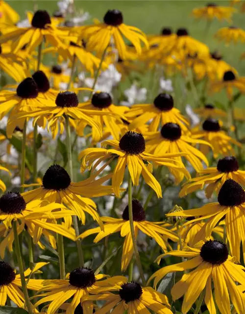 Leuchtender Garten-Sonnenhut 'Goldsturm'