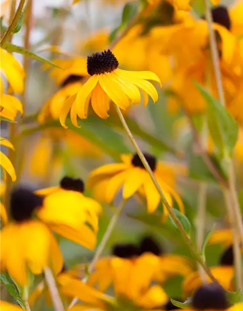 Leuchtender Garten-Sonnenhut 'Goldsturm'