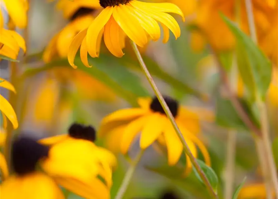Leuchtender Garten-Sonnenhut 'Goldsturm'