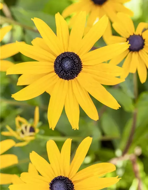 Leuchtender Garten-Sonnenhut 'Goldsturm'