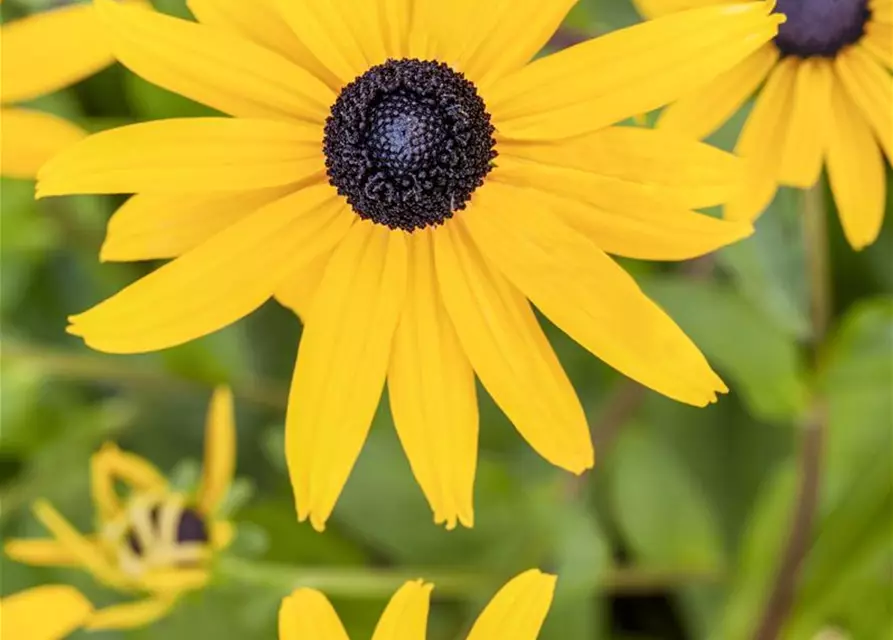 Leuchtender Garten-Sonnenhut 'Goldsturm'