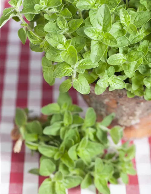 Origanum vulgare ssp.hirtum
