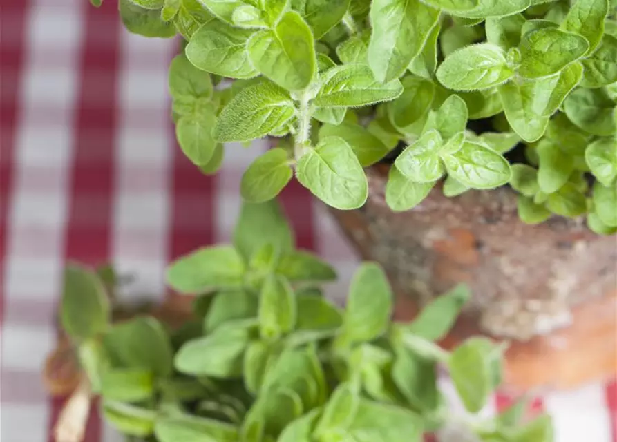 Origanum vulgare ssp.hirtum