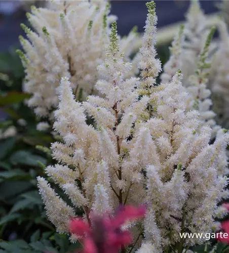 Prachtspiere 'Younique White'®