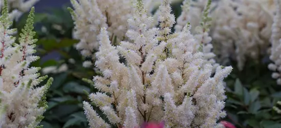 Prachtspiere 'Younique White'®