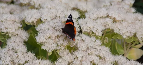 Prächtiges Garten-Fettblatt 'Iceberg'
