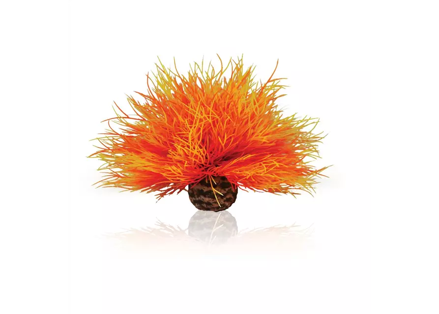 OASE biOrb Aquarien Seelilie feuer