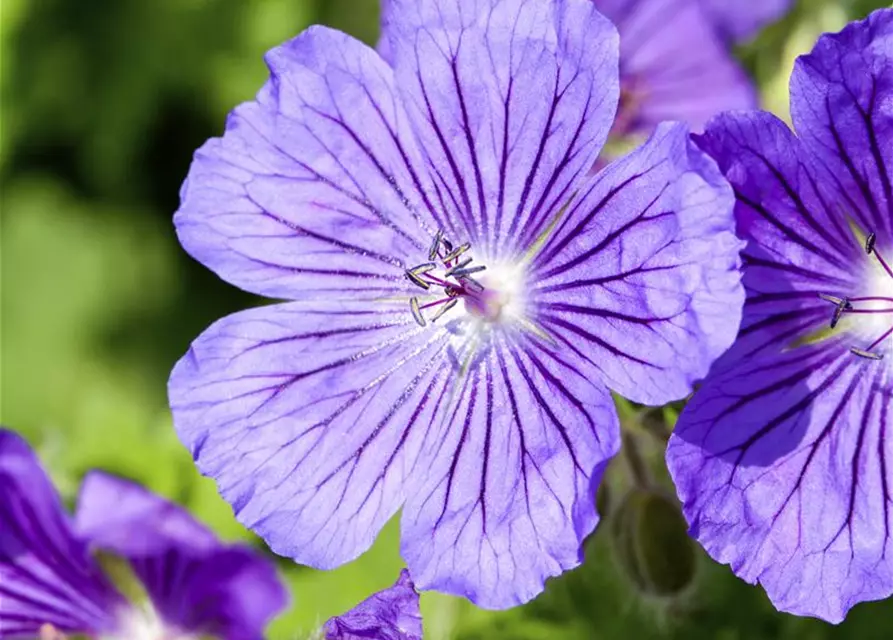 Prächtiger Garten-Storchschnabel 'Rosemoor'