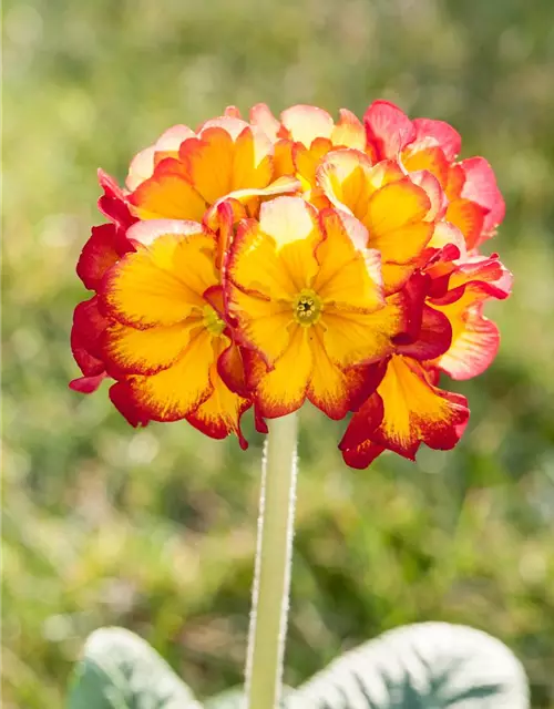 Stielprimel bunter Mix