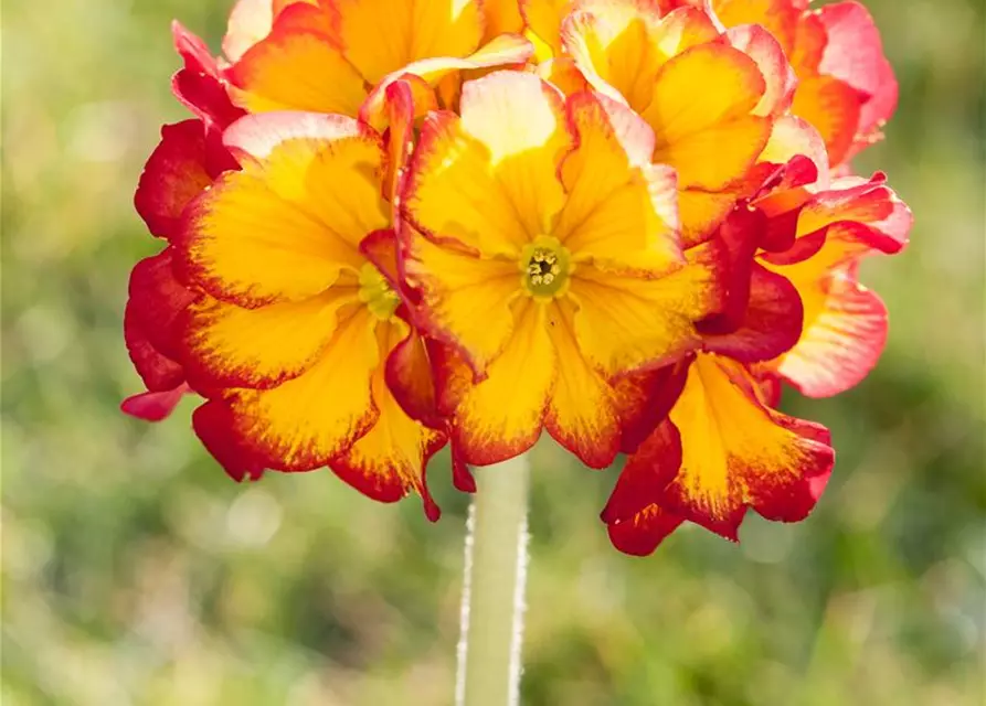 Stielprimel bunter Mix