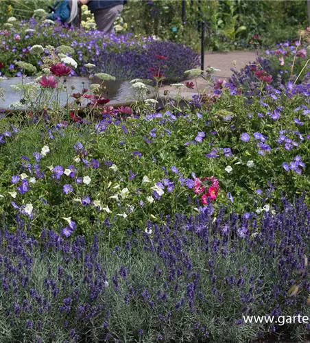 Lavandula angustifolia 'Hidcote Blue'