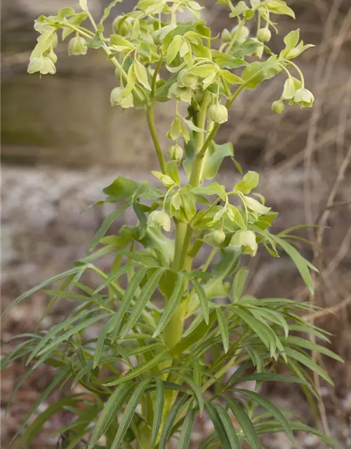 Palmblatt-Nieswurz