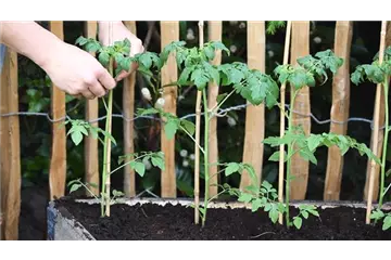 Cherrytomaten - Einpflanzen im Hochbeet