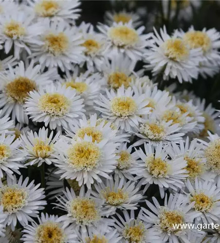 Niedrige Garten-Aster 'White'