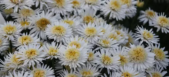 Niedrige Garten-Aster 'White'