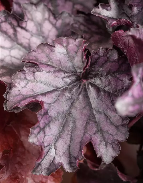 Purpurglöckchen 'Blackberry Jam'