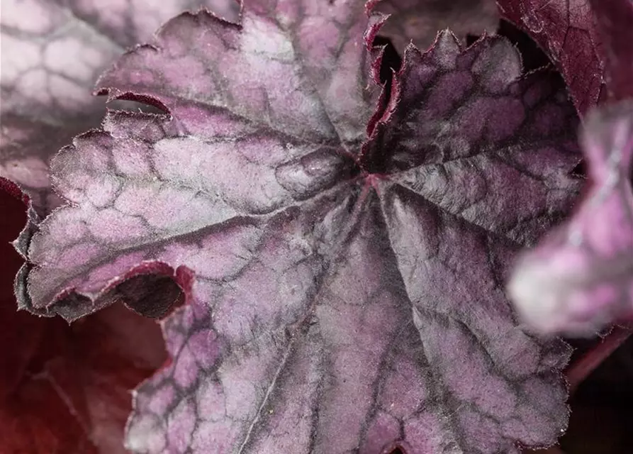 Purpurglöckchen 'Blackberry Jam'