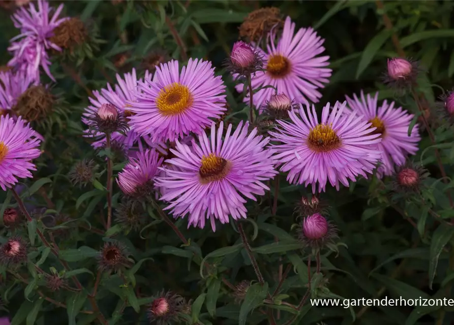 Raublatt-Aster