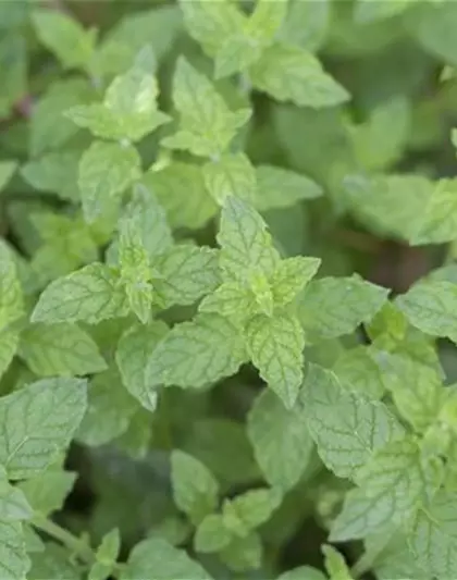 Pfefferminze Pfefferminze