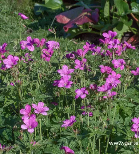 Oxford-Storchschnabel