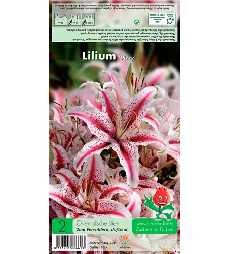 Orientalische Lilie 'Dizzy'