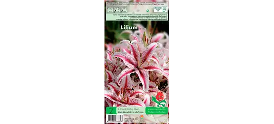 Orientalische Lilie 'Dizzy'